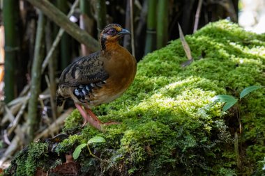 Bornean dağ kekliği olarak da bilinen kırmızı göğüslü kekliğin doğa görüntüsü Borneo 'daki tepe ve Montan ormanlarına özgü.