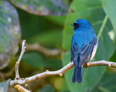 Rufous Havalandırma Kapanı olarak bilinen güzel mavi kuş Sabah, Borneo 'da bir ağaç dalına tünemiş.