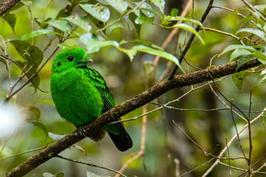Bir dalın üzerine tünemiş güzel yeşil kuş şeklindeki vahşi yaşam görüntüsü. Whitehead 'in Borneo' ya özgü Broadbill kuşu