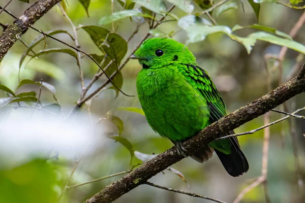 枝の上に広がる美しい鳥の緑のブロードビルの自然野生動物のイメージ ボルネオのホワイトヘッドの鳥の固有種 — ストック写真