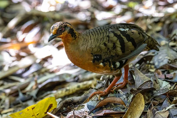 ボルネアンヒルパートリッジとしても知られている鳥の赤息のパートリッジの自然野生生物画像ボルネオ島の丘やモンタネの森に固有です — ストック写真