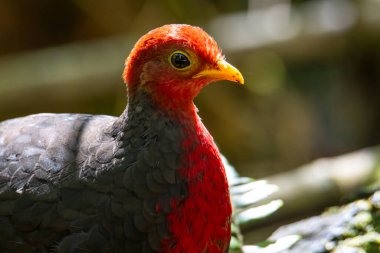 Kızıl başlı kekliğin doğa görüntüsü Borneo adasına özgüdür.