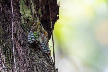 Yağmur Ormanı Sabah, Borneo 'da Marco görüntü grubu (Pyrops sidereus).