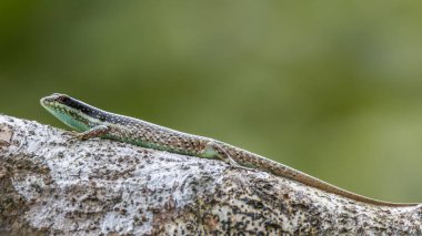 Borneo skink, Borneo 'ya özgü bir kertenkele türüdür..