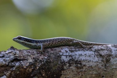 Borneo skink, Borneo 'ya özgü bir kertenkele türüdür..