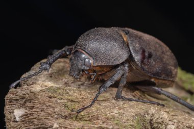 Marco 'nun Sabah, Borneo' dan Üç Boynuzlu Böcek (Chalcosoma Kafkasus) resmi.