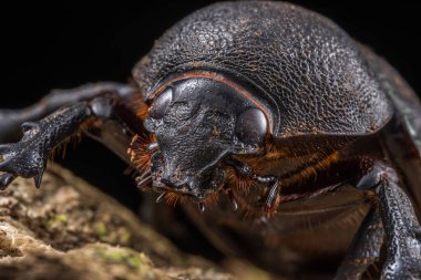 Marco 'nun Sabah, Borneo' dan Üç Boynuzlu Böcek (Chalcosoma Kafkasus) resmi.