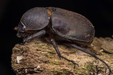 Marco 'nun Sabah, Borneo' dan Üç Boynuzlu Böcek (Chalcosoma Kafkasus) resmi.
