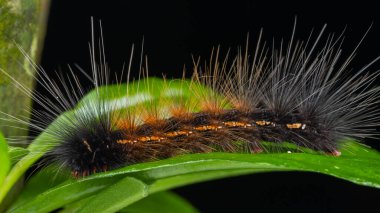 Marco Image of Beautiful Caterpillar of Sabah, Borneo.