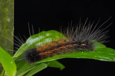 Marco Image of Beautiful Caterpillar of Sabah, Borneo.