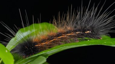 Marco Image of Beautiful Caterpillar of Sabah, Borneo.