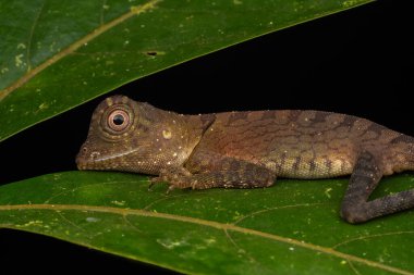 Sabah, Borneo 'daki ender bulunan kertenkele türünün Macro yakın plan görüntüsü
