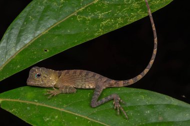 Sabah, Borneo 'daki ender bulunan kertenkele türünün Macro yakın plan görüntüsü