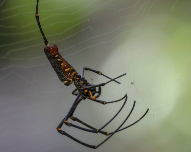 Örümcek ağında dinlenen Nephilinae örümceğinin makro görüntüsü