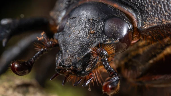 Marco 'nun Sabah, Borneo' dan Üç Boynuzlu Böcek (Chalcosoma Kafkasus) resmi.