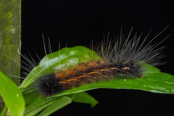 Marco Image of Beautiful Caterpillar of Sabah, Borneo.