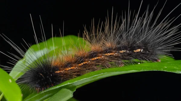 Marco Image of Beautiful Caterpillar of Sabah, Borneo.