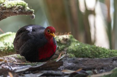 Crimson-headed partridge on deep jungle rainforest, It is endemic to the island of Borneo