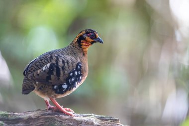 Red-breasted partridge also known as the Bornean hill-partridge It is endemic to hill and montane forest in Borneo