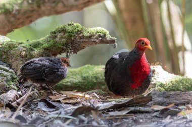 Crimson-headed partridge on deep jungle rainforest, It is endemic to the island of Borneo