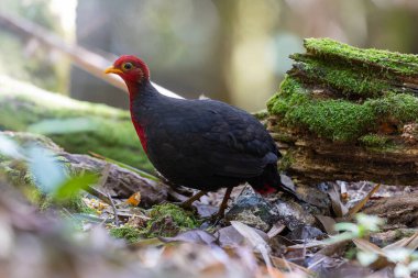 Crimson-headed partridge on deep jungle rainforest, It is endemic to the island of Borneo