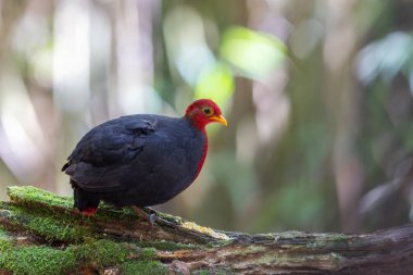 Crimson-headed partridge on deep jungle rainforest, It is endemic to the island of Borneo