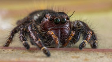 Güzelim Erkek Sıçrayan Örümcek Hyllus Giganteus 'un Sabah, Borneo' daki Makro görüntüsü