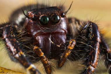 Güzelim Erkek Sıçrayan Örümcek Hyllus Giganteus 'un Sabah, Borneo' daki Makro görüntüsü
