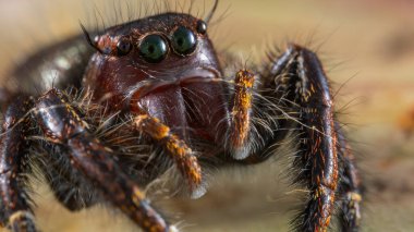 Güzelim Erkek Sıçrayan Örümcek Hyllus Giganteus 'un Sabah, Borneo' daki Makro görüntüsü