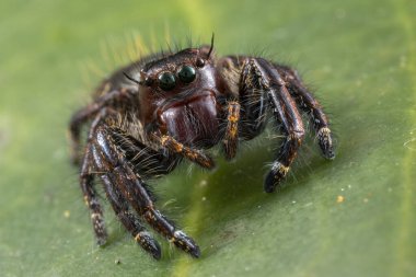 Güzelim Erkek Sıçrayan Örümcek Hyllus Giganteus 'un Sabah, Borneo' daki Makro görüntüsü