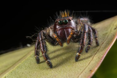 Güzelim Erkek Sıçrayan Örümcek Hyllus Giganteus 'un Sabah, Borneo' daki Makro görüntüsü