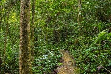 İnanılmaz güzel doğa Bakire yağmur ormanlarının koyu yeşili Sabah