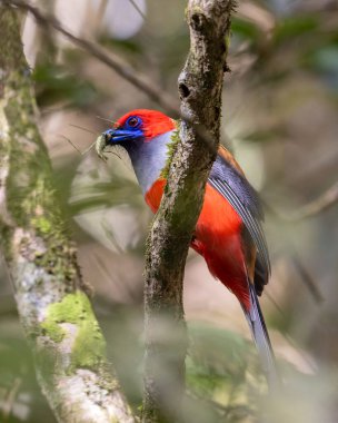 Kır Saçlı 'nın Trogon kuşunun doğa doğası Borneo' ya özgü yeşil bir ormanda bir dalda tünemekte.