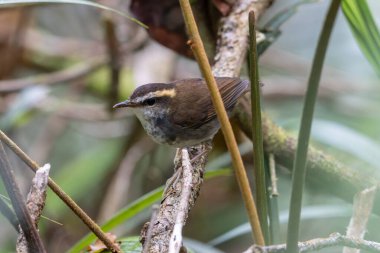 Borneo Adası 'ndan alınan Bornea keçi kuyruklu doğal yaşam kuşu.