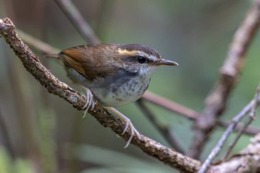Borneo Adası 'ndan alınan Bornea keçi kuyruklu doğal yaşam kuşu.