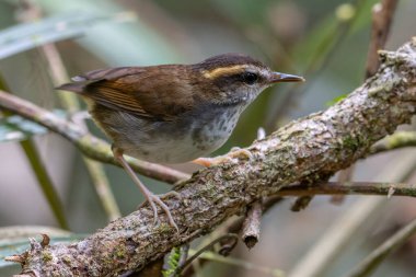 Borneo Adası 'ndan alınan Bornea keçi kuyruklu doğal yaşam kuşu.