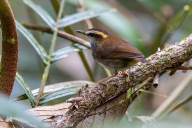 Borneo Adası 'ndan alınan Bornea keçi kuyruklu doğal yaşam kuşu.