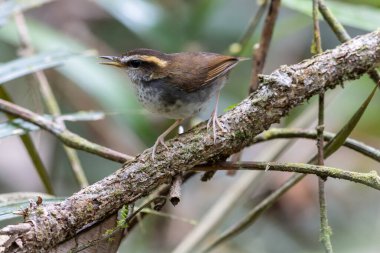 Borneo Adası 'ndan alınan Bornea keçi kuyruklu doğal yaşam kuşu.