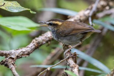 Borneo Adası 'ndan alınan Bornea keçi kuyruklu doğal yaşam kuşu.