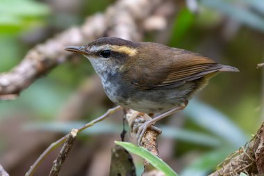 Borneo Adası 'ndan alınan Bornea keçi kuyruklu doğal yaşam kuşu.