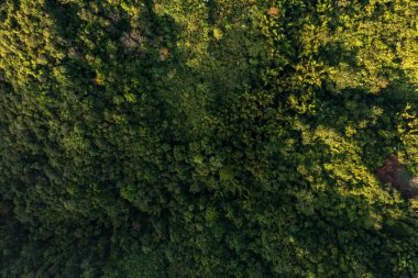 Kundasang, Sabah, Malezya 'daki güzel yağmur ormanlarının insansız hava aracı görüntüleri.