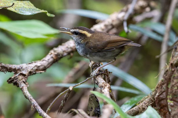 Borneo Adası 'ndan alınan Bornea keçi kuyruklu doğal yaşam kuşu.