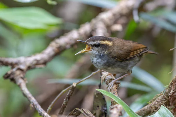 Borneo Adası 'ndan alınan Bornea keçi kuyruklu doğal yaşam kuşu.