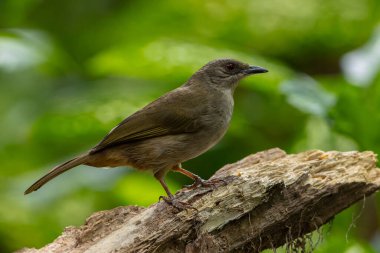 Dala tünemiş renkli zeytin kanatlı Bulbul (Pycnonotus plumosus)
