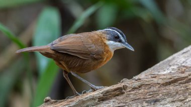 Doğal yaşam görüntüsü kuş adı: Kara kaplı bebek. Derin yağmur ormanlarında yakalanmış.