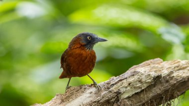 Yağmur ormanlarında gevezelik eden gri başlı doğa kuşu.