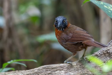 Yağmur ormanlarında gevezelik eden gri başlı doğa kuşu.