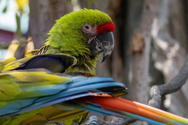 Güzel ve şirin papağan kuşu ağaç dalında duruyor.