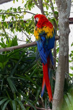 Güzel ve şirin papağan kuşu ağaç dalında duruyor.