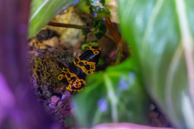 Güzel sarı bantlı zehirli ok kurbağası küçük akvaryumun içinde